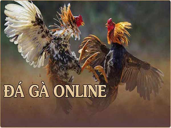 Hình thức đá gà online thu hút nhiều người chơi tham gia