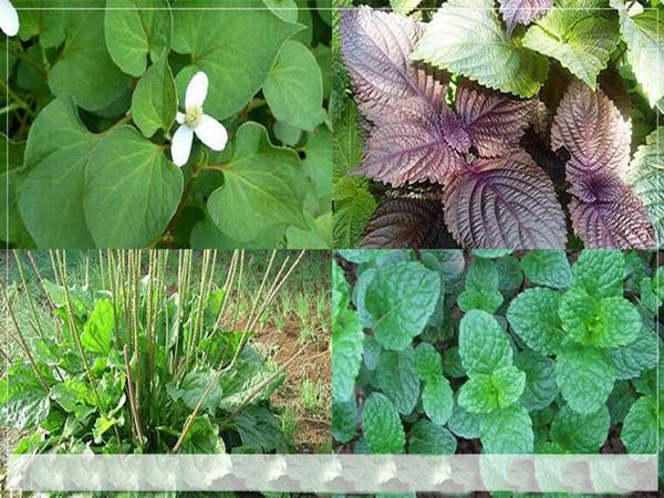 Các cây thuốc nam quanh ta phổ biến